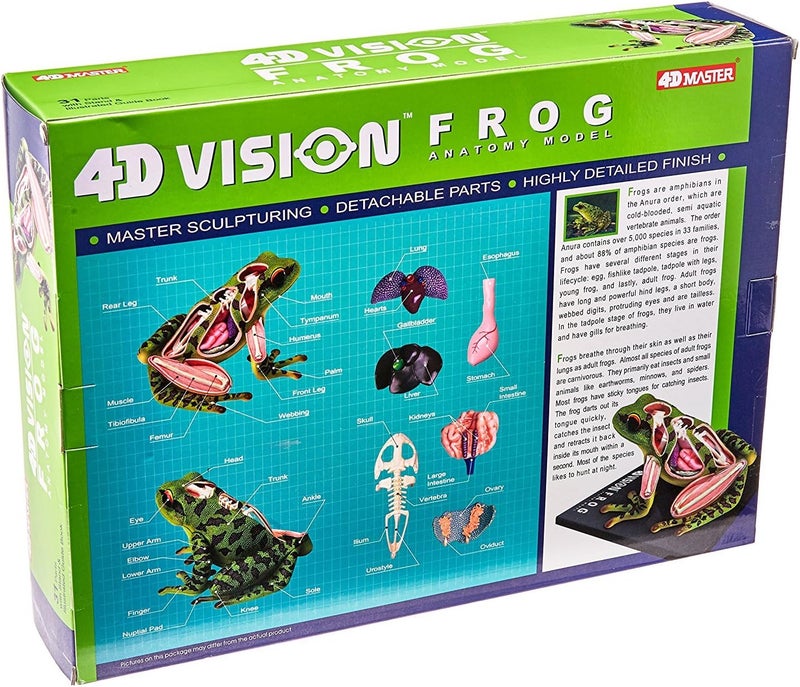 TEDCO 4D Vision Frog Anatomy Model with 31 Detachable Parts and Illustrated Guide - Image 2