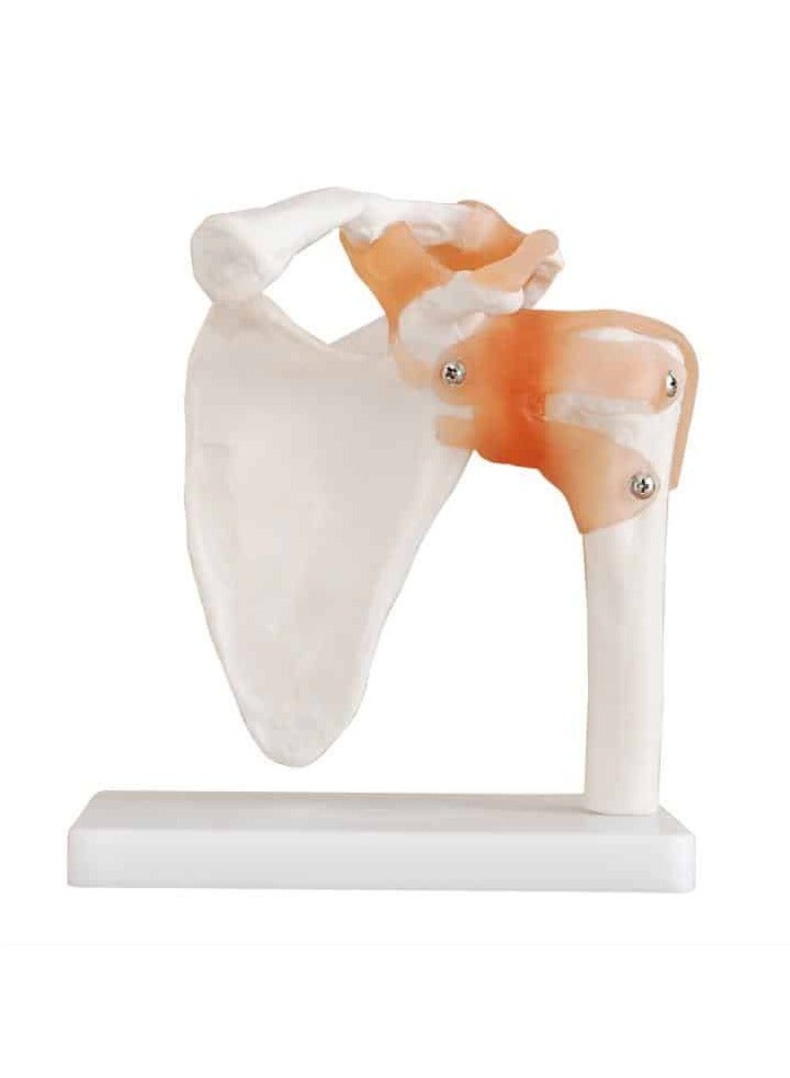 AKM Joint Anatomical Model Skeleton Shoulder - Image 1