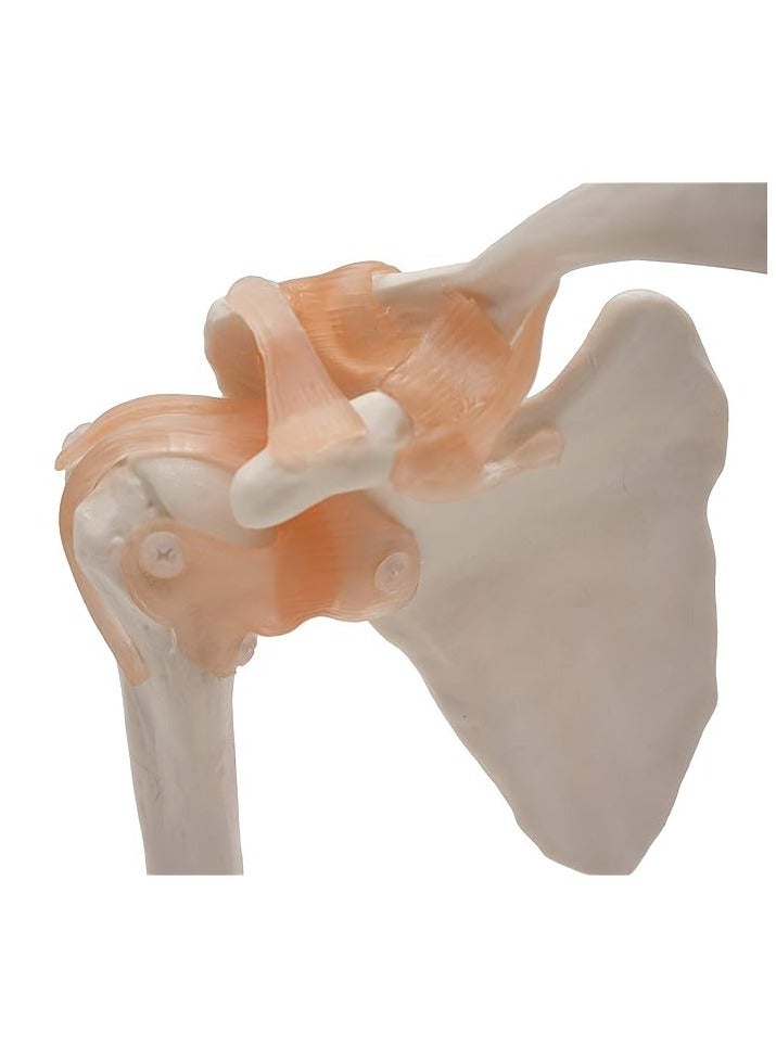 AKM Joint Anatomical Model Skeleton Shoulder - Image 2