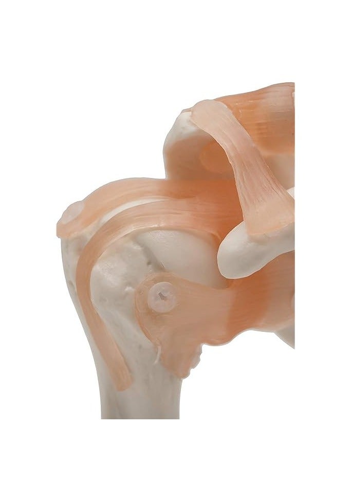 AKM Joint Anatomical Model Skeleton Shoulder - Image 3