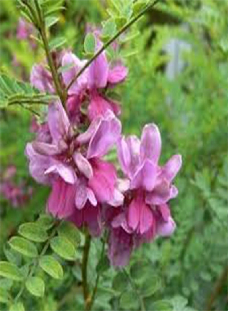 GGOOT True Indigo Seeds, Indigo Tree Seeds, indigofera tinctoria 50 Seeds,, Natural - Image 1
