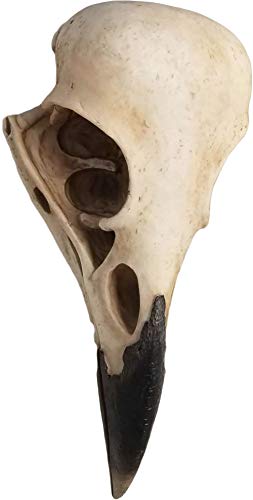 DWK The Enigmatic Corvus: Bird of Prophecy Gothic Raven Skull Wall Decor - Mysterious Hanging Statue for Intriguing Home Ambiance - Easy To Hang - 16 Inches High - Image 5