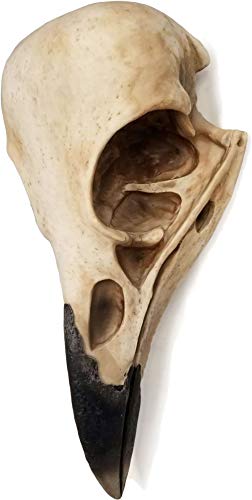 DWK The Enigmatic Corvus: Bird of Prophecy Gothic Raven Skull Wall Decor - Mysterious Hanging Statue for Intriguing Home Ambiance - Easy To Hang - 16 Inches High - Image 1