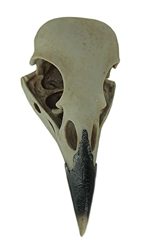 DWK The Enigmatic Corvus: Bird of Prophecy Gothic Raven Skull Wall Decor - Mysterious Hanging Statue for Intriguing Home Ambiance - Easy To Hang - 16 Inches High - Image 4