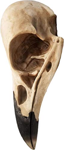 DWK The Enigmatic Corvus: Bird of Prophecy Gothic Raven Skull Wall Decor - Mysterious Hanging Statue for Intriguing Home Ambiance - Easy To Hang - 16 Inches High - Image 2