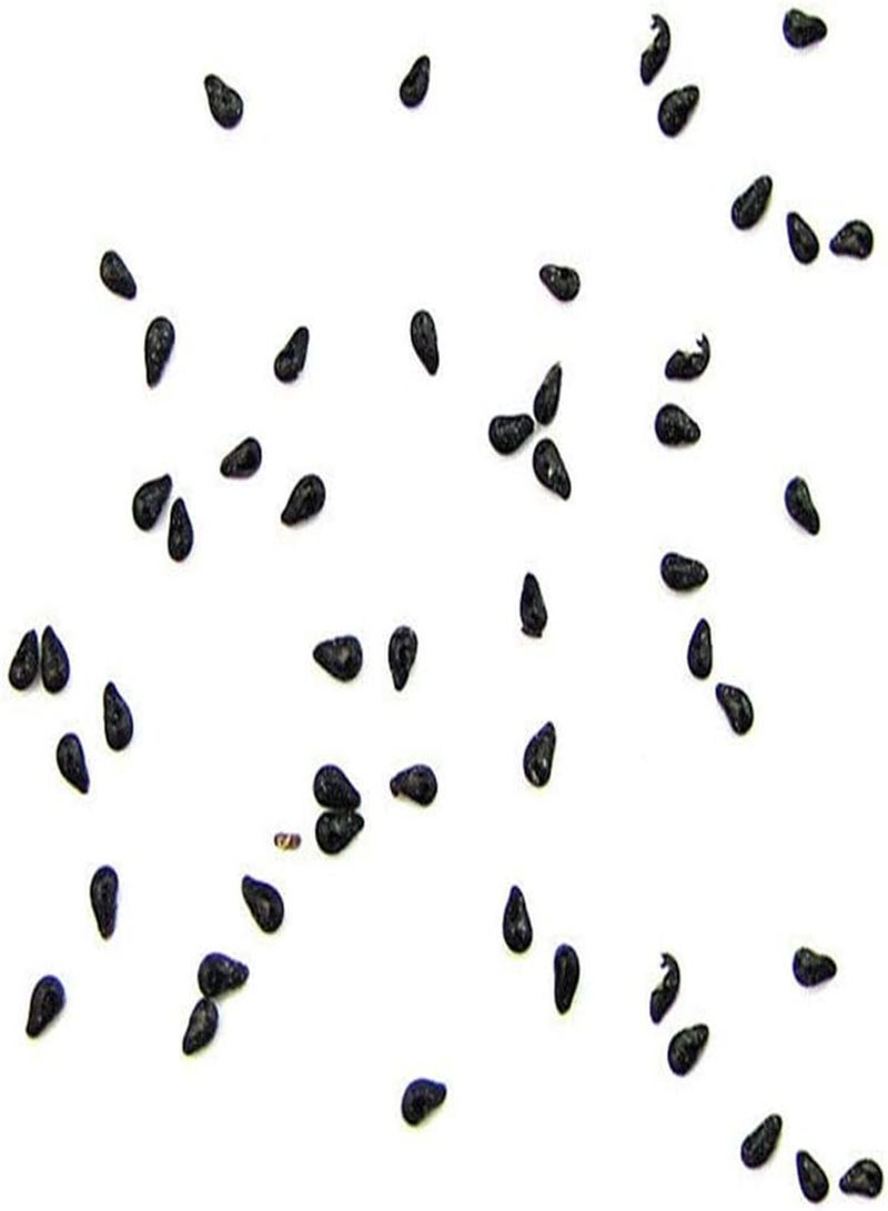 GGOOT 20Pcs Sweet Pitaya Seeds,Hylocereus Undatus Fruit Garden Yard Farm Plant for Planting Garden Yard Outdoor Yellow Pitaya Seeds - Image 4