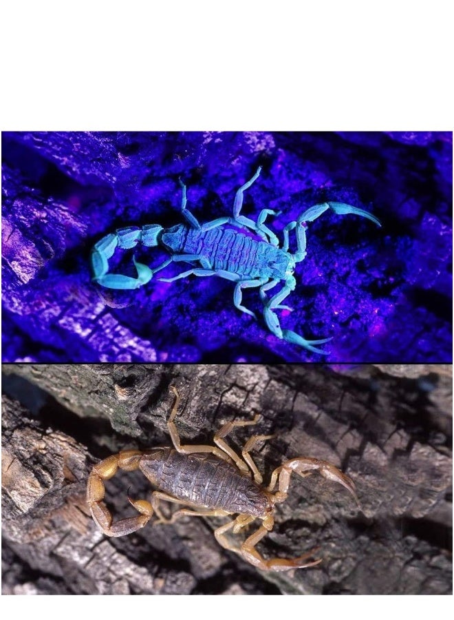 UV Flashlight Black Light, 100 LED 395nm Blacklight Pet Urine Detector for Pet Urine Detection, Scorpion, Resin Curing, Bed Bug, Nails - Image 1