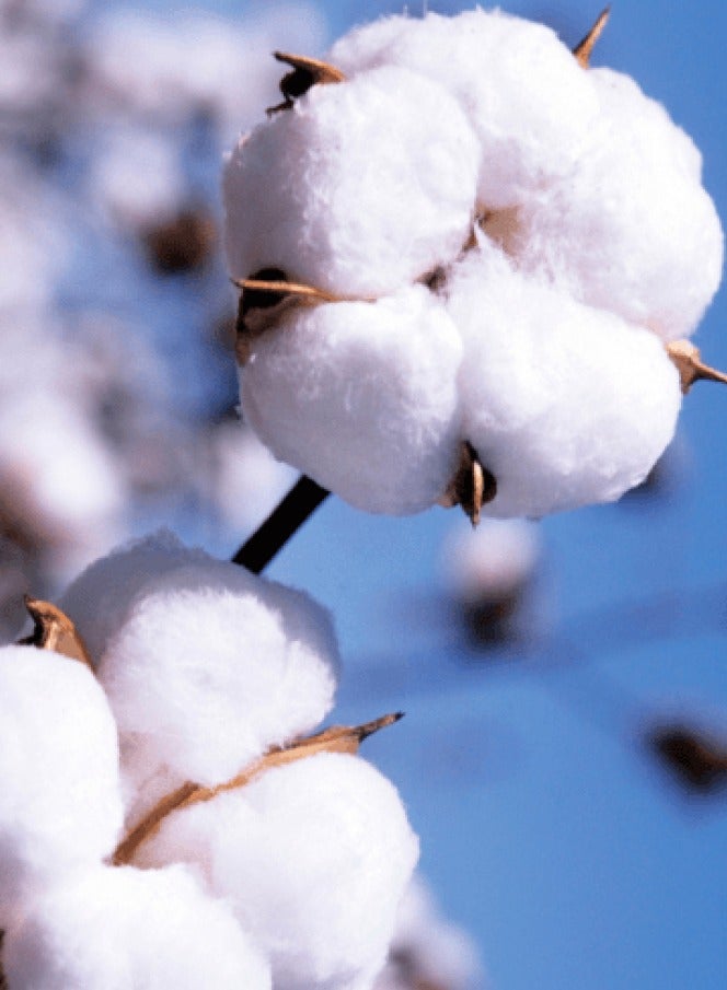 Hayat Yellow-White Cabana Striped Classic Double Yarn Strength - 100% Cotton Terry  Pool Towel, Quick Dry, Super Absorbent, Perfect Swimimg Pool and Beach , 90*180 cm - Image 5