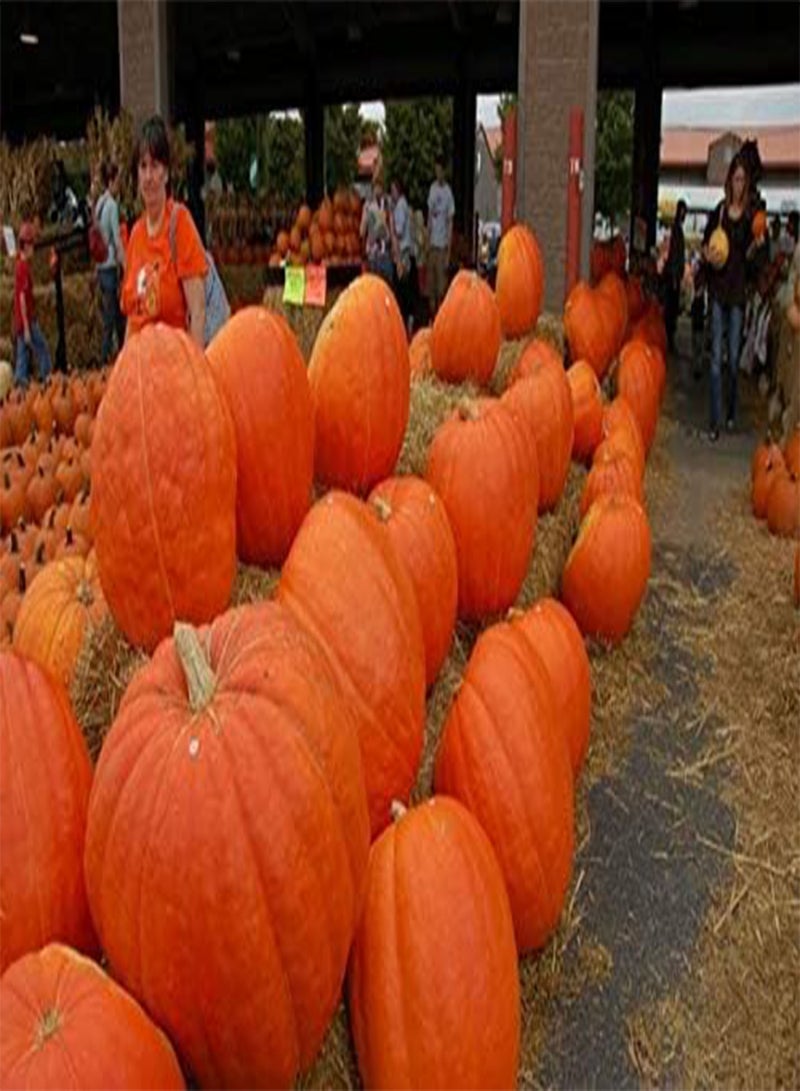 GGOOT Pumpkin Vegetable Food Seeds 20/Pcs - Image 2