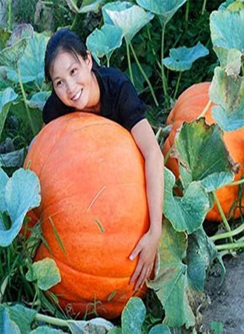 GGOOT Pumpkin Vegetable Food Seeds 20/Pcs - Image 1