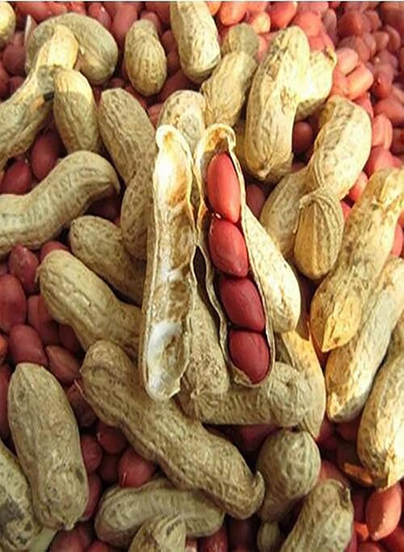 GGOOT 10Pcs Red Peanut Seeds Natural Edible Annual Growing Plants Seedlings Prolific Arachis Hypogaea Seedlings for Outdoor Garden Seed 1size - Image 5