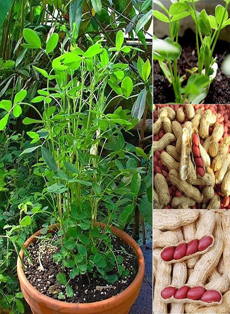 GGOOT 10Pcs Red Peanut Seeds Natural Edible Annual Growing Plants Seedlings Prolific Arachis Hypogaea Seedlings for Outdoor Garden Seed 1size - Image 2