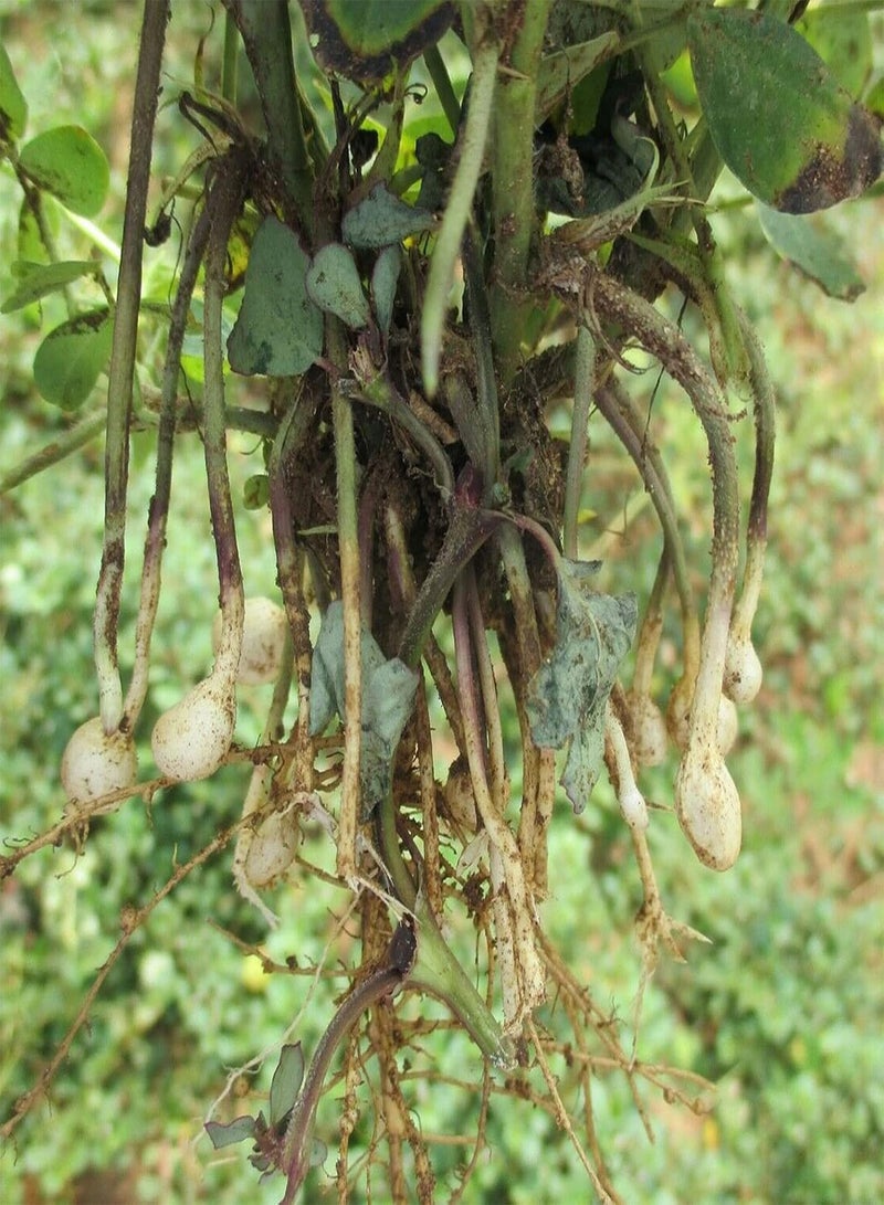 GGOOT 10Pcs Red Peanut Seeds Natural Edible Annual Growing Plants Seedlings Prolific Arachis Hypogaea Seedlings for Outdoor Garden Seed 1size - Image 4