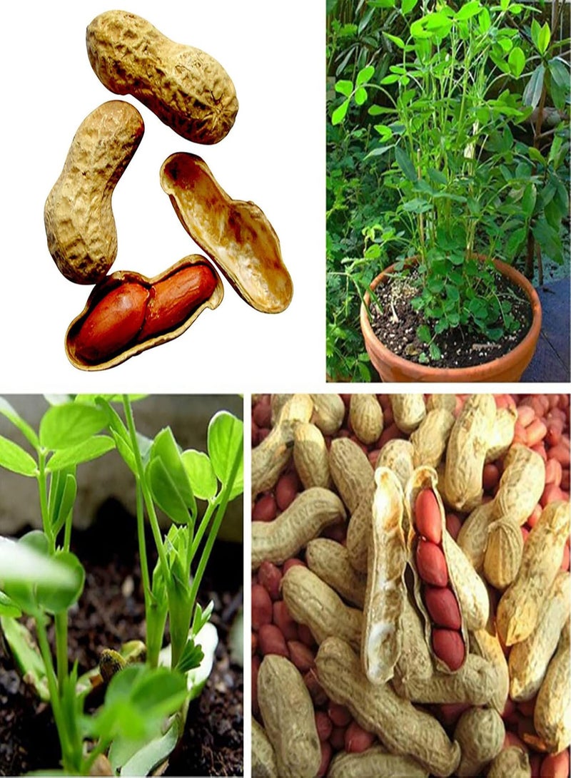 GGOOT 10Pcs Red Peanut Seeds Natural Edible Annual Growing Plants Seedlings Prolific Arachis Hypogaea Seedlings for Outdoor Garden Seed 1size - Image 1