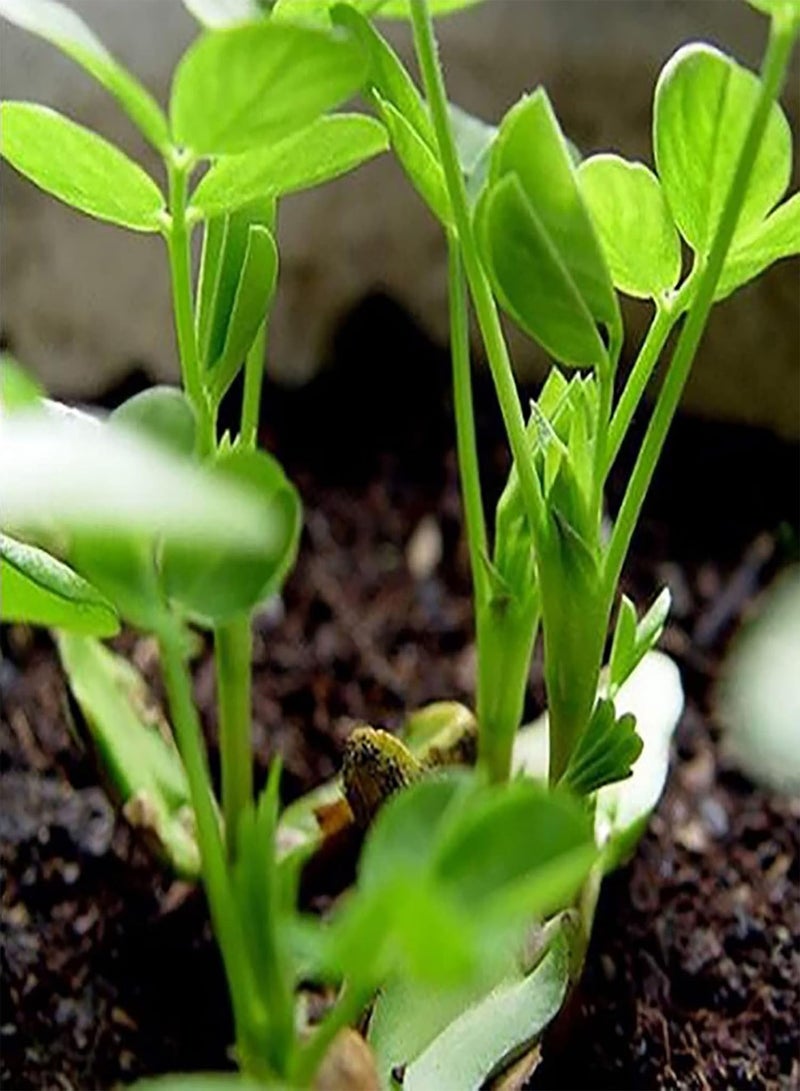 GGOOT 10Pcs Red Peanut Seeds Natural Edible Annual Growing Plants Seedlings Prolific Arachis Hypogaea Seedlings for Outdoor Garden Seed 1size - Image 3