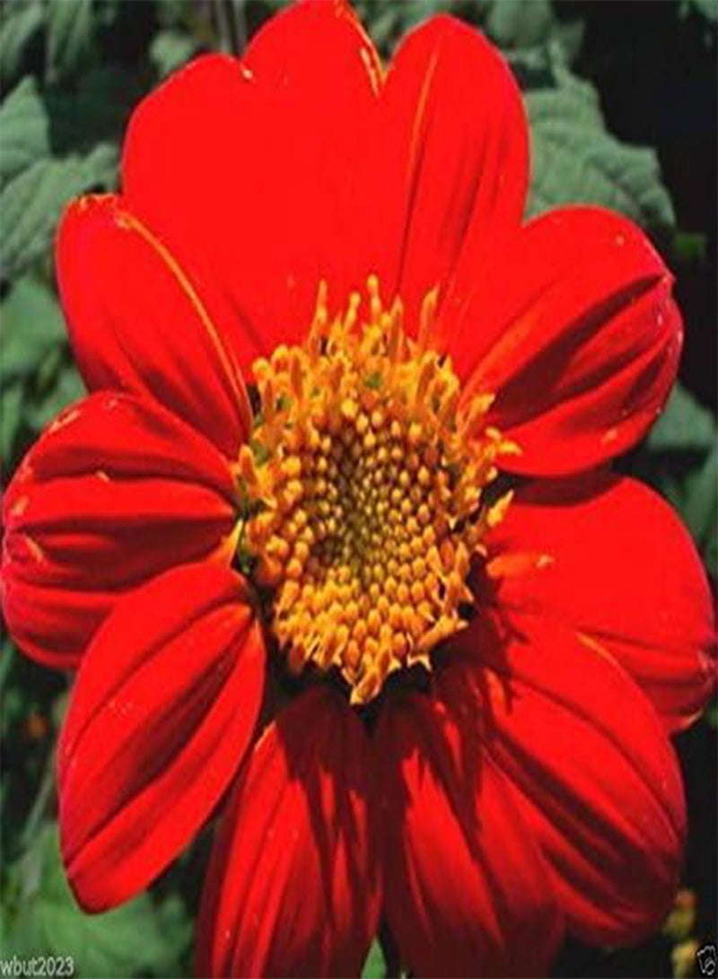 GGOOT Mexican Sunflower Seeds - Red- 50 SEEDS -  Speciosa Red Torch - Image 1