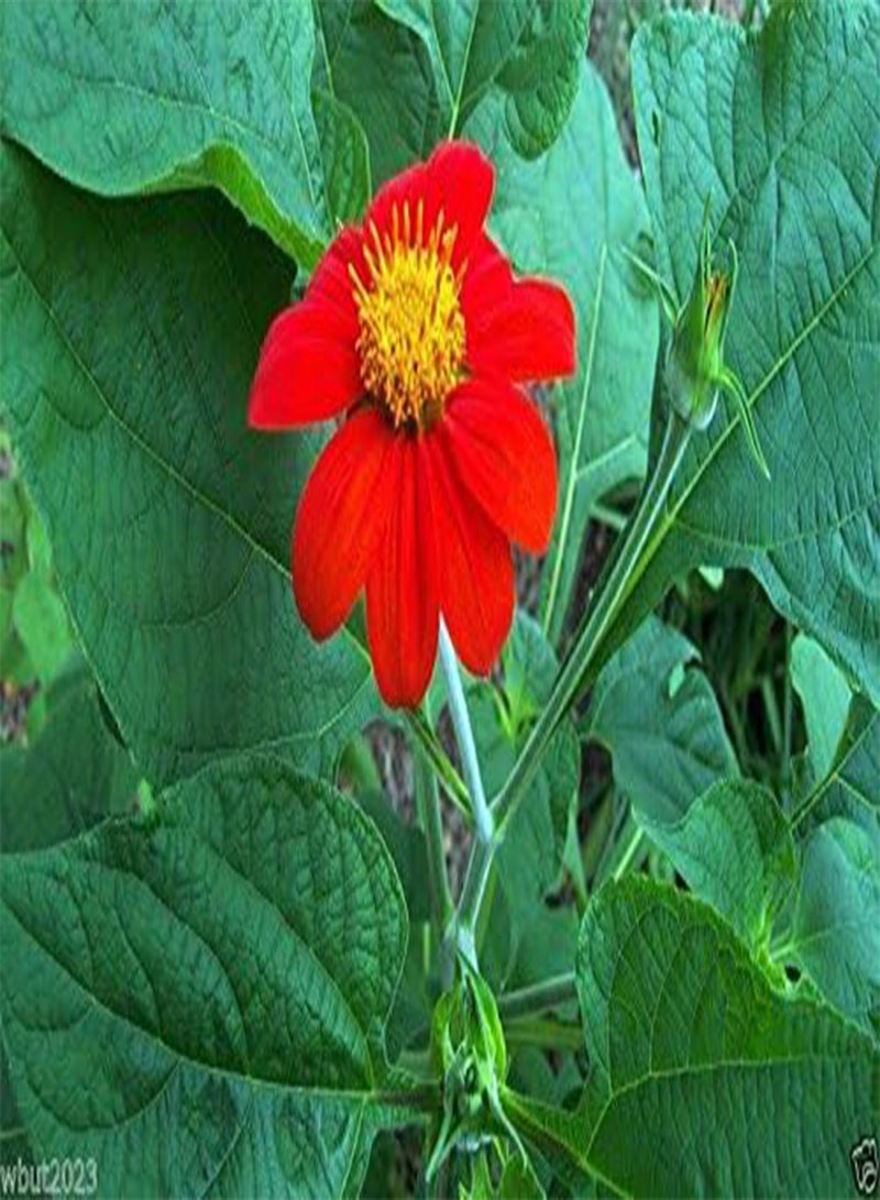 GGOOT Mexican Sunflower Seeds - Red- 50 SEEDS -  Speciosa Red Torch - Image 4