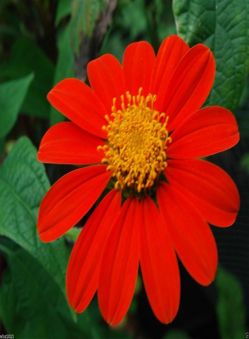 GGOOT Mexican Sunflower Seeds - Red- 50 SEEDS -  Speciosa Red Torch - Image 5