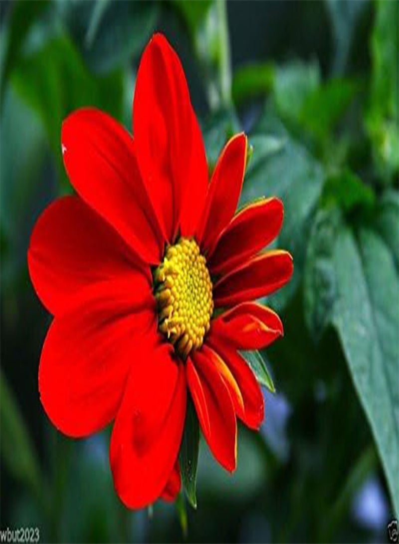 GGOOT Mexican Sunflower Seeds - Red- 50 SEEDS -  Speciosa Red Torch - Image 3