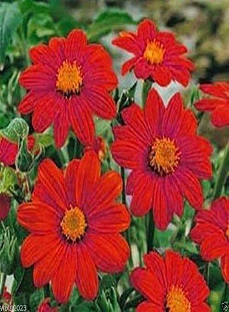 GGOOT Mexican Sunflower Seeds - Red- 50 SEEDS -  Speciosa Red Torch - Image 2