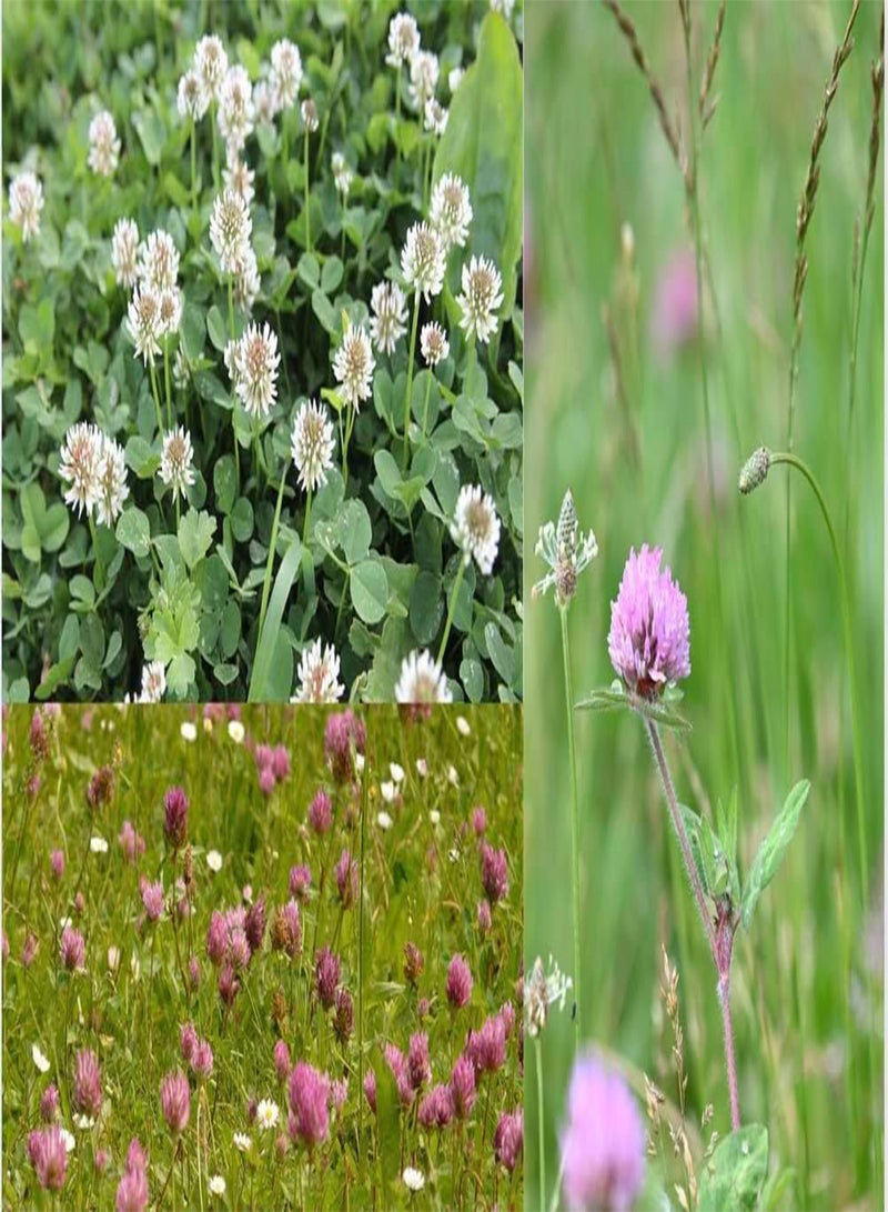 GGOOT Wild Clover RED & White Mix Flower Seeds Fast Growing Garden with no Grass in The Mix 1g  - Image 1