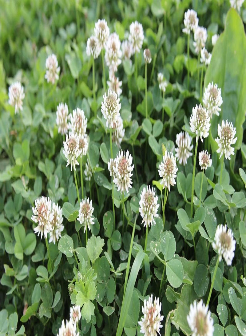 GGOOT Wild Clover RED & White Mix Flower Seeds Fast Growing Garden with no Grass in The Mix 1g  - Image 5