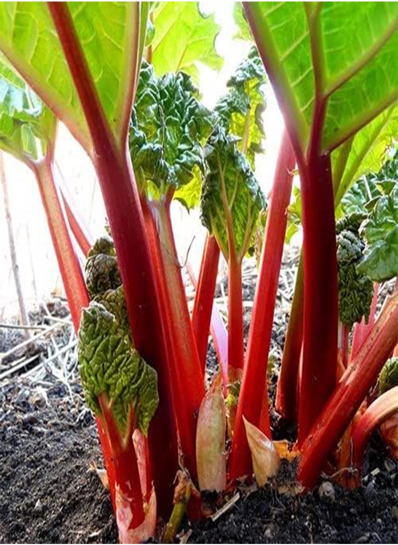 GGOOT - Rhubarb Glaskin's Perpetual - 180 (2.54g's) Fruit Seeds - Image 1