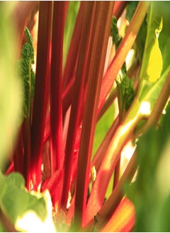 Rhubarb Glaskin's Perpetual - 180 (2.54g's) Fruit Seeds
