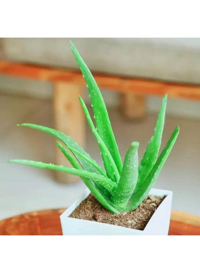 Generic Aloe Vera Plant for Face, Skin & Hair - | For Glowing Skin | For Both Men and Women, (Pack of 1)  - Image 4