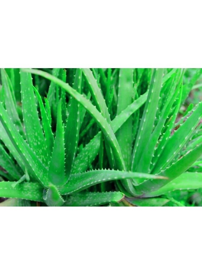 Generic Aloe Vera Plant for Face, Skin & Hair - | For Glowing Skin | For Both Men and Women, (Pack of 1)  - Image 3