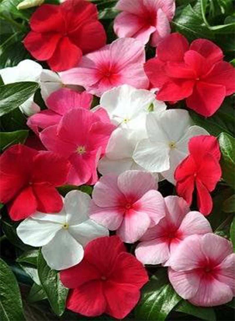 GGOOT Vinca Mediterranean XP Lipstick Mix 100 Seeds