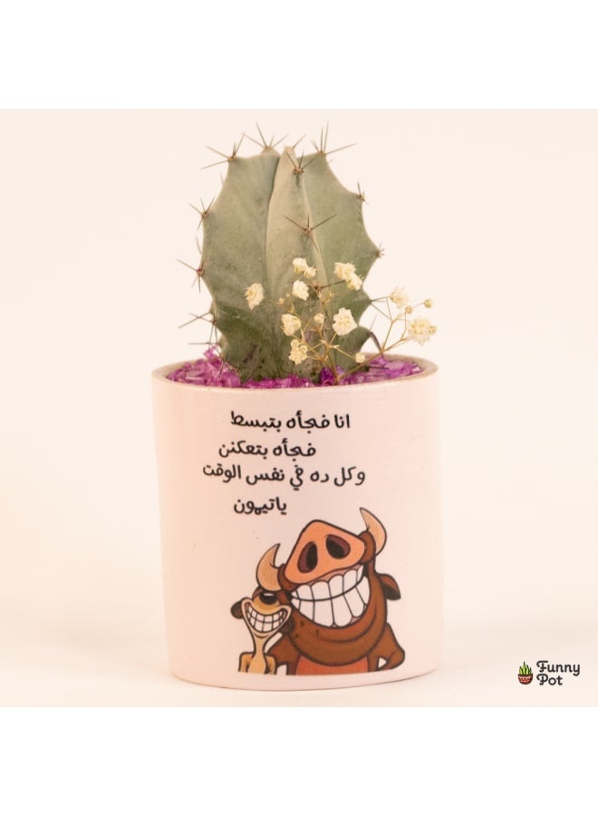 بوت صبار طبيعي