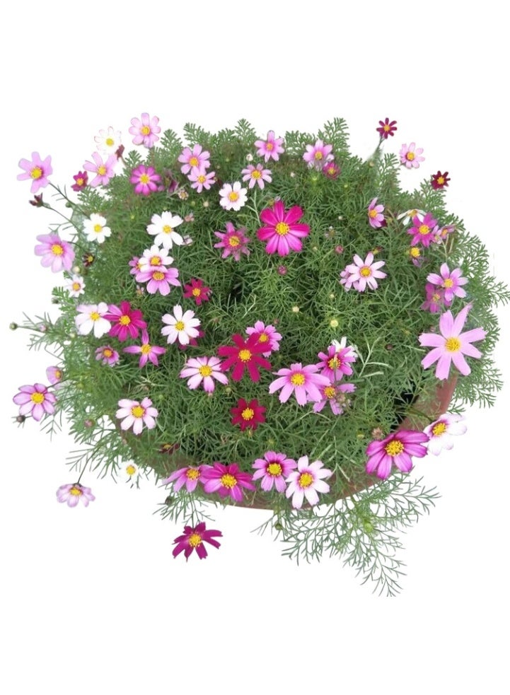 Natural Cosmos Seeds for Planting 200PCS Flower Seeds for Planting - Premium Seeds for Begineer - Best Seeds for Planting in Garden, Lawn Indoor Outdoor - Image 3