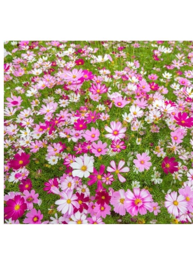 Natural Cosmos Seeds for Planting 200PCS Flower Seeds for Planting - Premium Seeds for Begineer - Best Seeds for Planting in Garden, Lawn Indoor Outdoor - Image 1