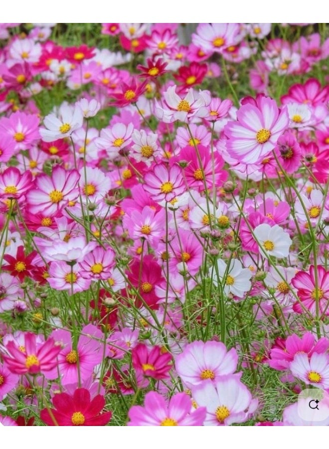 Natural Cosmos Seeds for Planting 200PCS Flower Seeds for Planting - Premium Seeds for Begineer - Best Seeds for Planting in Garden, Lawn Indoor Outdoor - Image 2