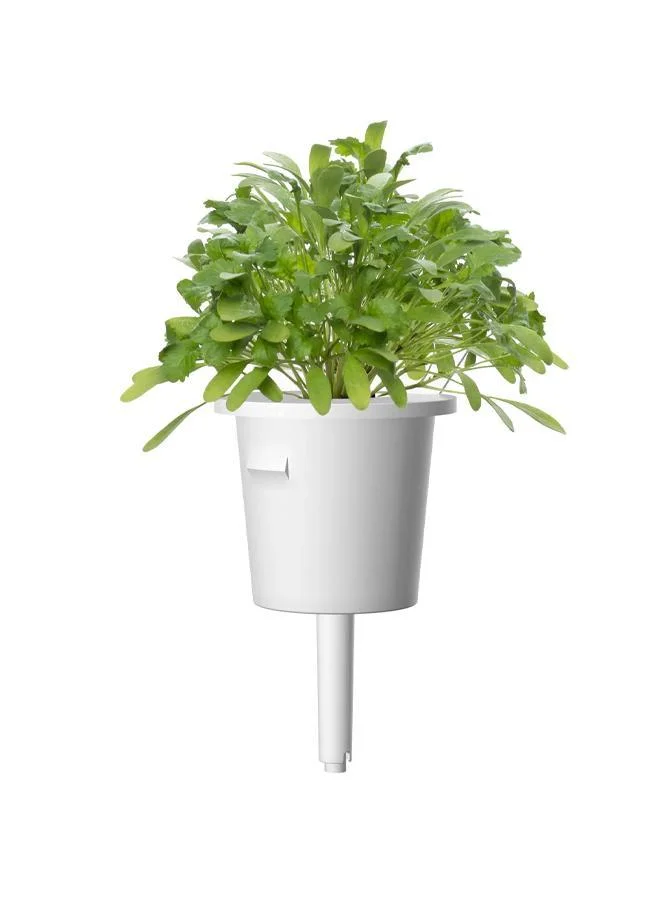 Click & Grow بذور جرجير كليك آند جرو