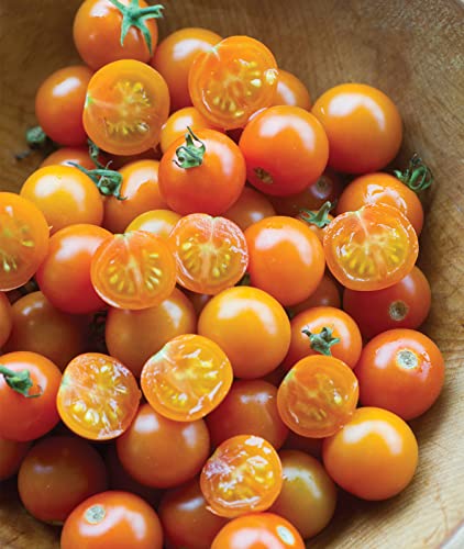 Burpee 'Sun Gold' Hybrid, Sweet Orange Cherry Tomatoes, 30 Non-GMO Seeds - Image 1