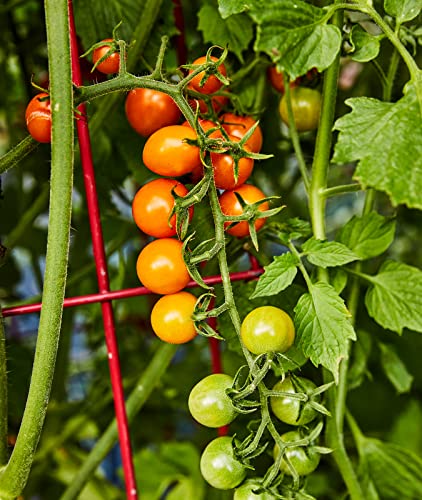 Burpee 'Sun Gold' Hybrid, Sweet Orange Cherry Tomatoes, 30 Non-GMO Seeds - Image 5