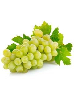 بذور العنب