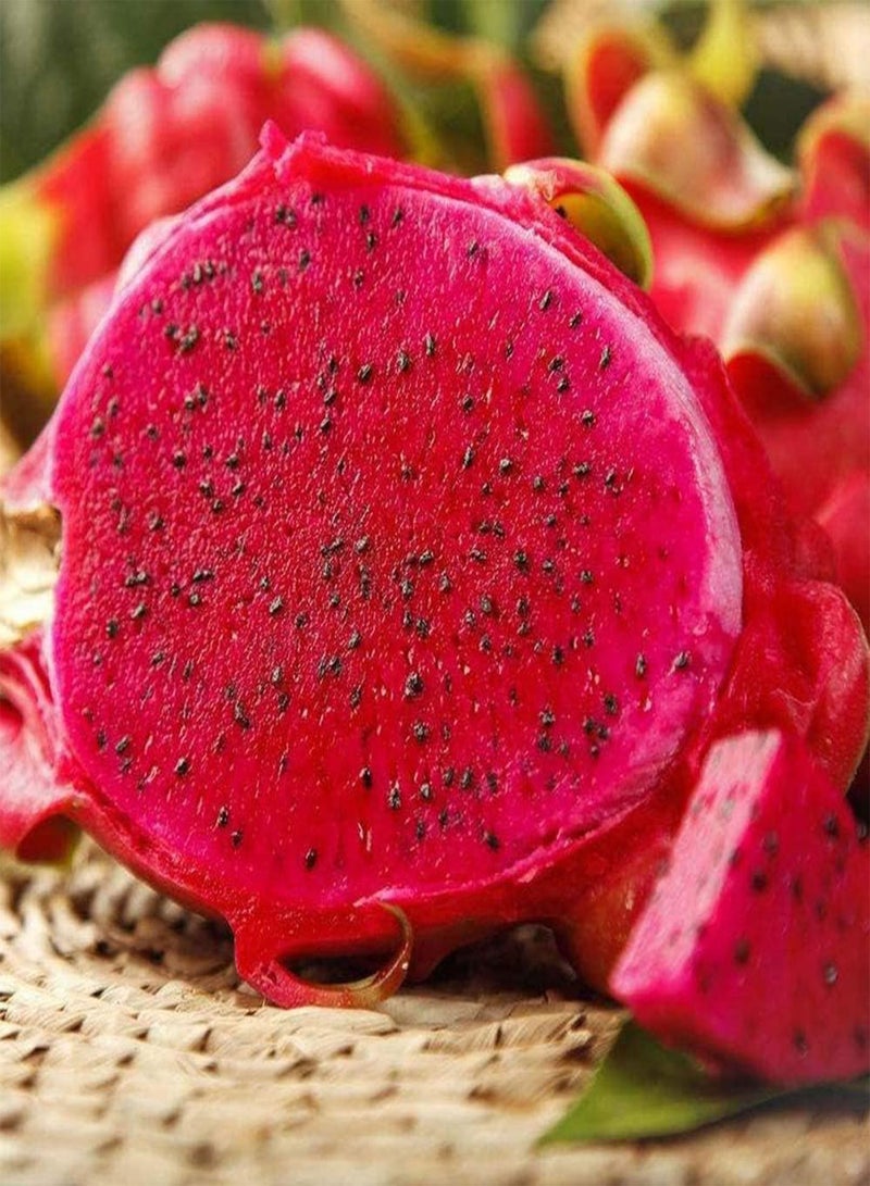 GGOOT 100pcs Pitaya Seeds Rare Perennial Dragon Fruit Seed Peculiar Appearance Strong Adaptability You Can Grow Your Own Fruit Indoors/Gardens - Image 3