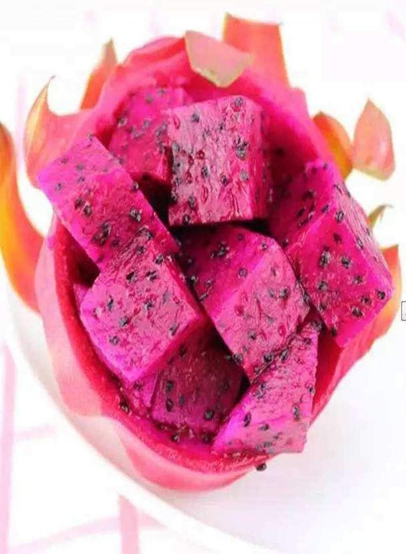 GGOOT 100pcs Pitaya Seeds Rare Perennial Dragon Fruit Seed Peculiar Appearance Strong Adaptability You Can Grow Your Own Fruit Indoors/Gardens - Image 2