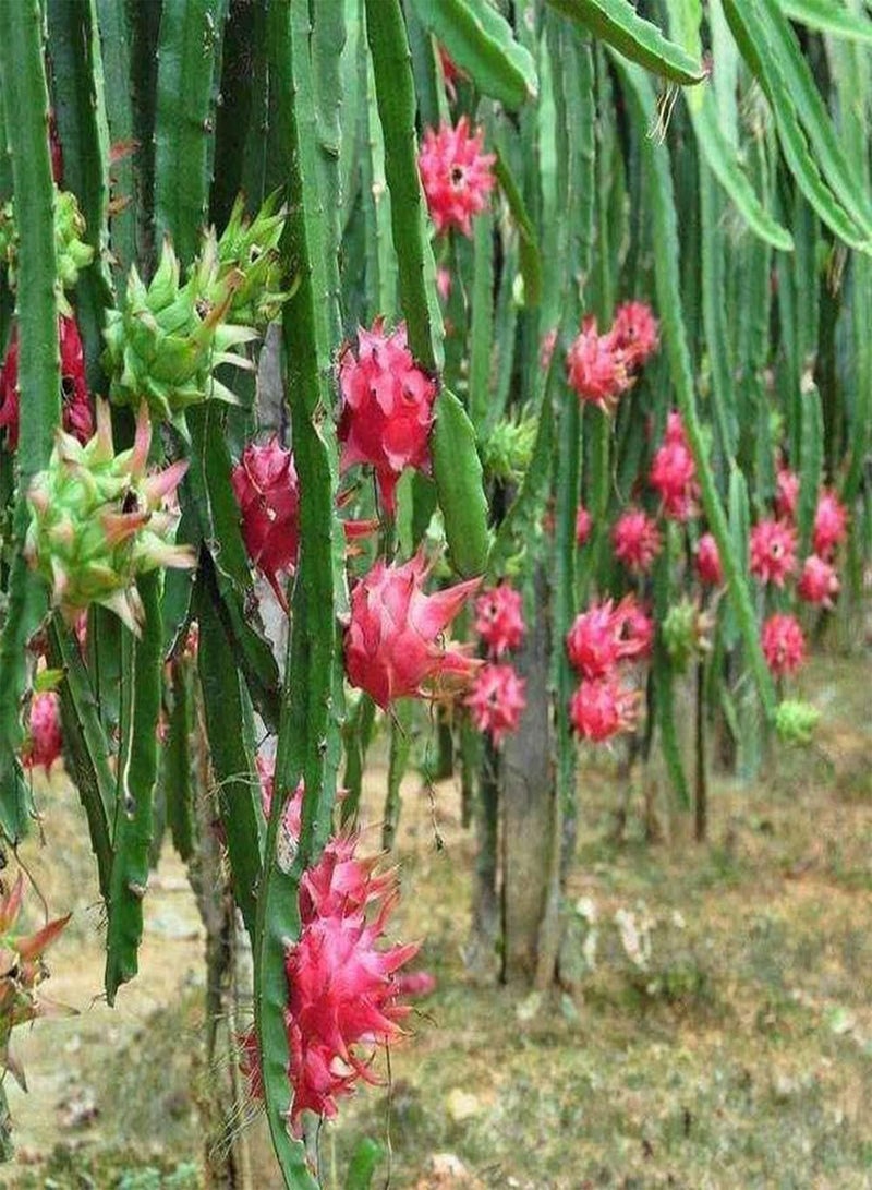 GGOOT 100pcs Pitaya Seeds Rare Perennial Dragon Fruit Seed Peculiar Appearance Strong Adaptability You Can Grow Your Own Fruit Indoors/Gardens - Image 4