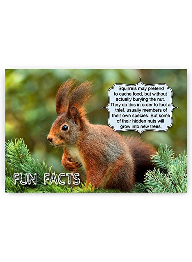 Postcard Fair Animals Fun Facts Postcard Set Of 20 Postcards. Animal And Bird Post Cards Variety Pack. Made In Usa. - Image 4