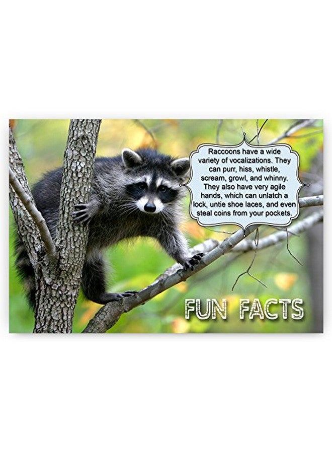 Postcard Fair Animals Fun Facts Postcard Set Of 20 Postcards. Animal And Bird Post Cards Variety Pack. Made In Usa. - Image 5