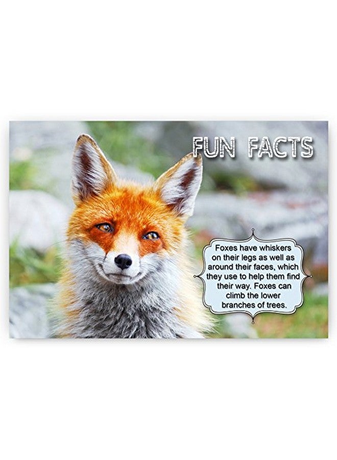 Postcard Fair Animals Fun Facts Postcard Set Of 20 Postcards. Animal And Bird Post Cards Variety Pack. Made In Usa. - Image 3