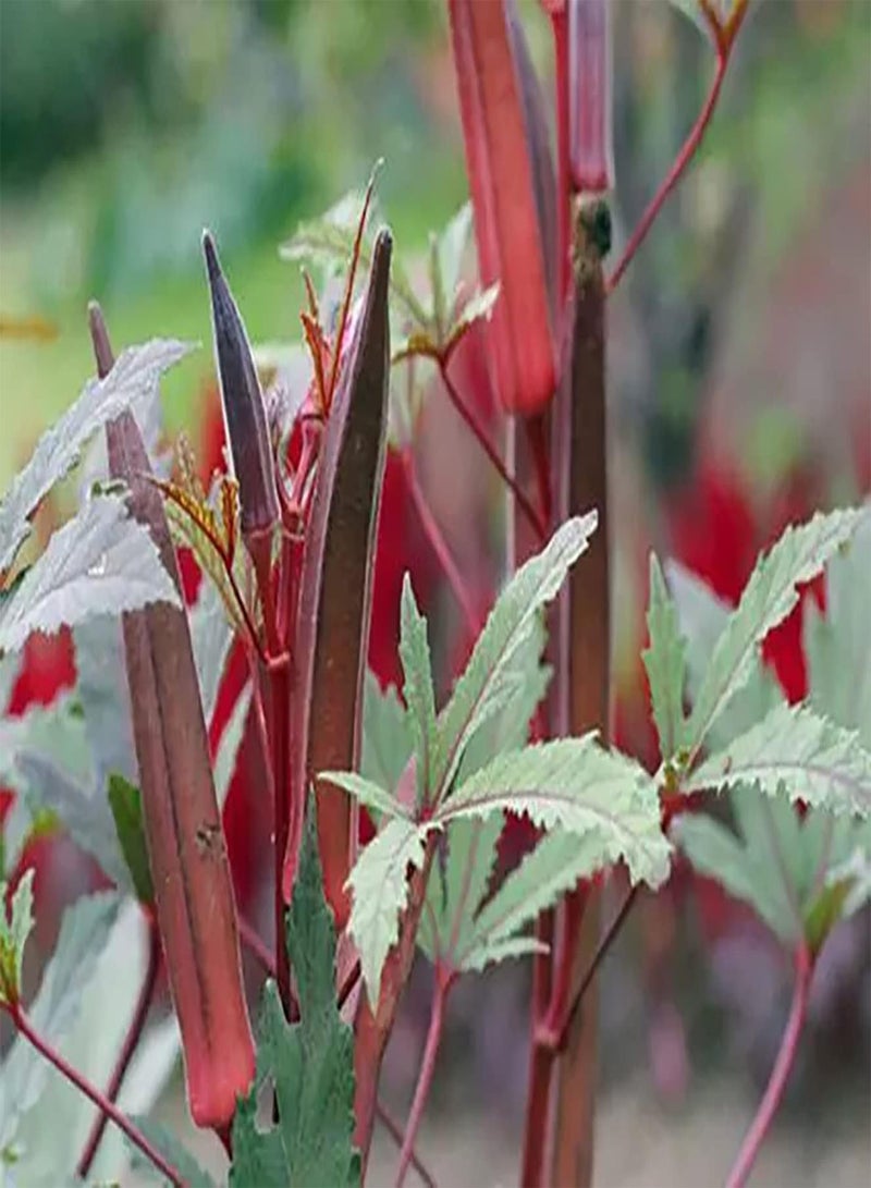 GGOOT 100Stückrote Okra Samen Einfach zu pflanzen Gemüse Einzelpflanze großflächiger Pflanzeffekt Wird von Menschen geliebt geeignet für Anfänger Anfänger Gärtner - Image 2