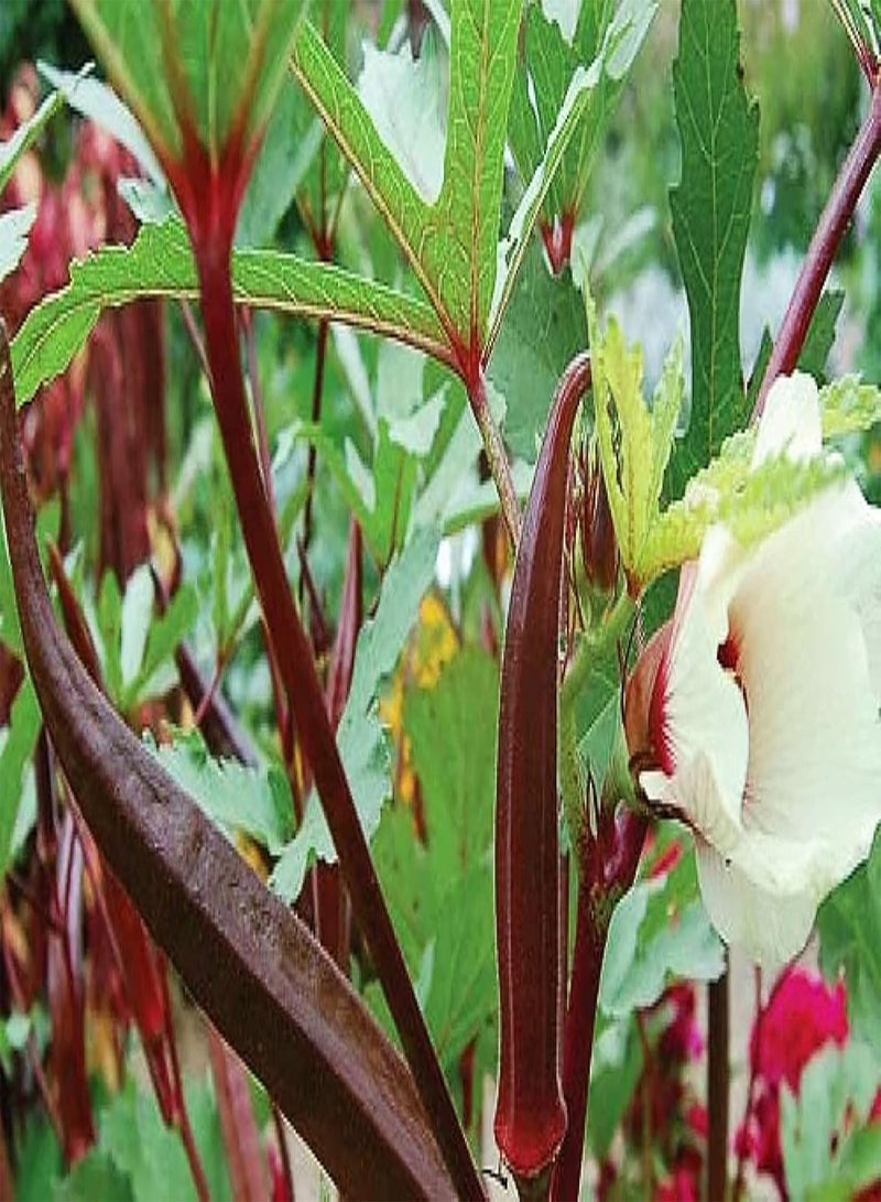 GGOOT 100Stückrote Okra Samen Einfach zu pflanzen Gemüse Einzelpflanze großflächiger Pflanzeffekt Wird von Menschen geliebt geeignet für Anfänger Anfänger Gärtner - Image 1