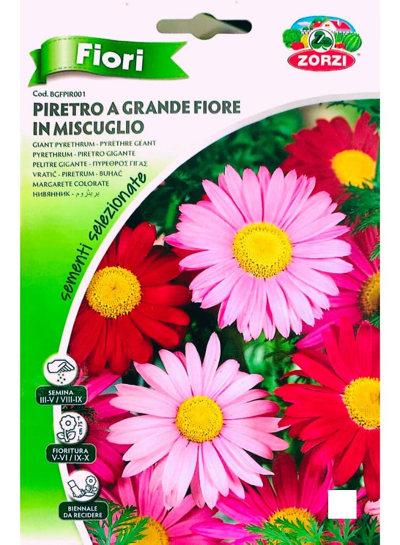 ZORZI Pyrethrum Seeds