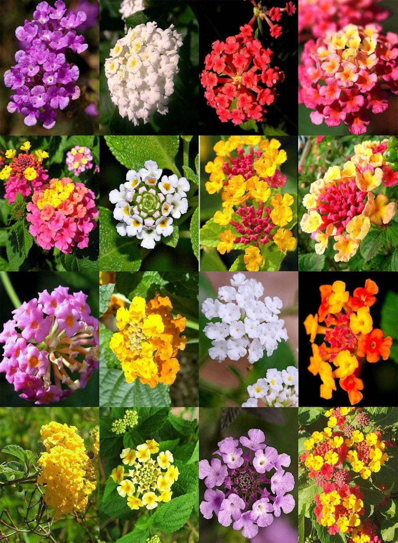 GGOOT Lantana Mix, Shrub Verbenas Butterfly Garden Flower Ham and Eggs Seed 100 Seeds