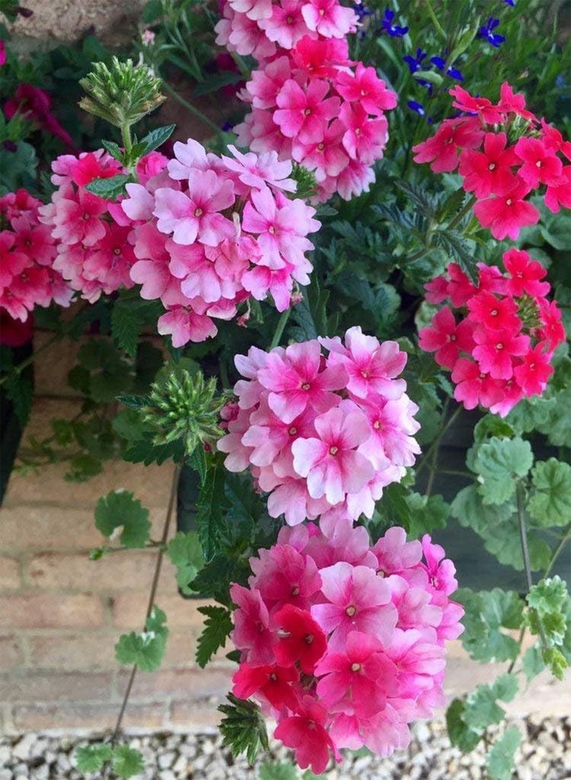 GGOOT Trailing Verbena 50 Seeds, Cascading, Hanging Basket Verbena, Mixed Colours
